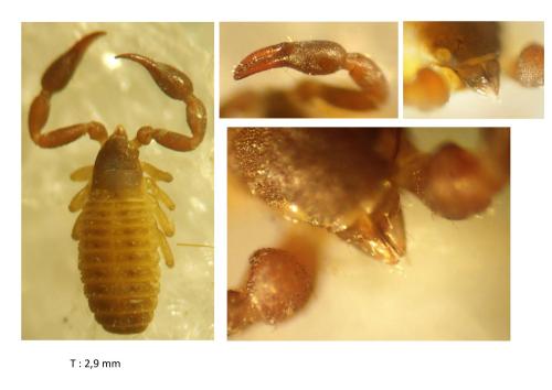 Dactylochelifer latreillii